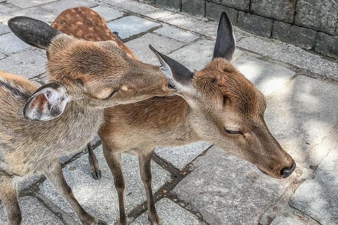 Nara Private Day Trip - Enjoy Your First-Time Visit to Nara! - Nigatsudo: a short climb with a different view