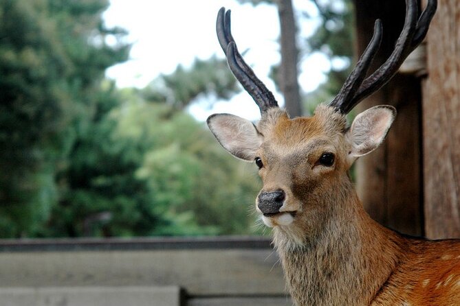 Nara Private Tour: Flexible Pickup from Kyoto, Osaka, or Nara - Starting with deer at Nara Park