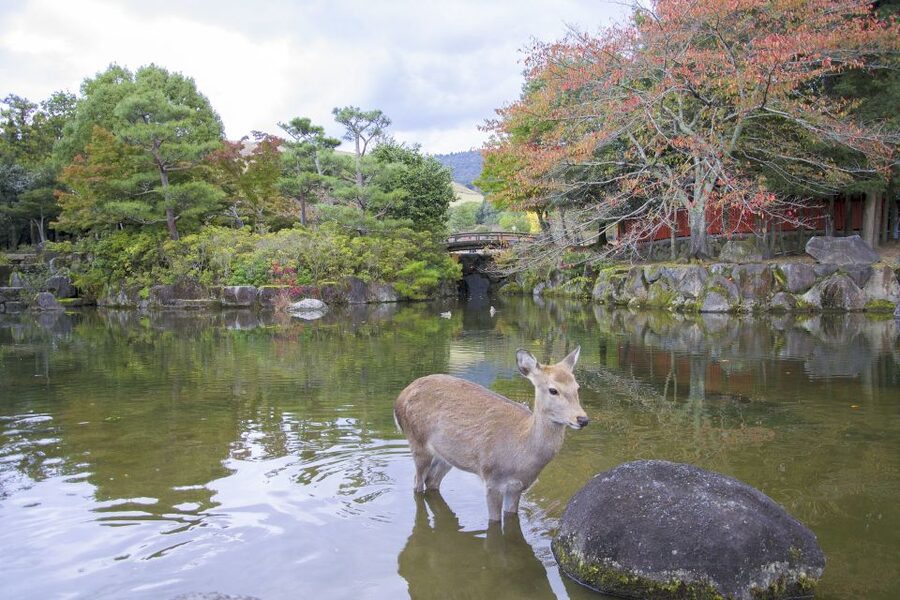 Nara: Private Walking Tour with a Local - Why a private Nara walk can work so well