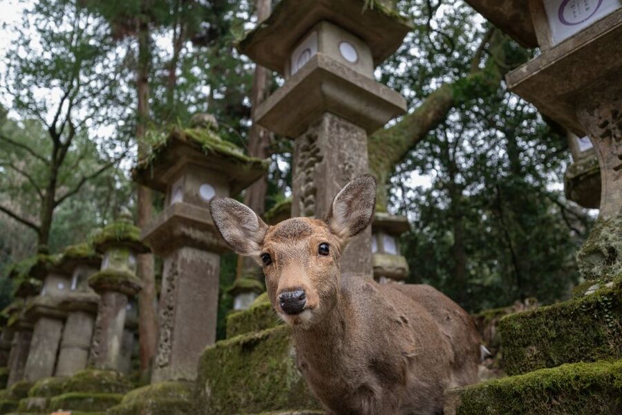 Nara: Todai-ji y parque de Nara (Spanish Guide) - Nara Park is more than a deer photo