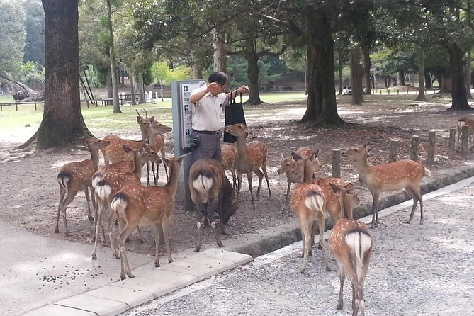 Nara Todaiji Lazy Bird Walking Tour - Who Will Get the Most from This Tour?