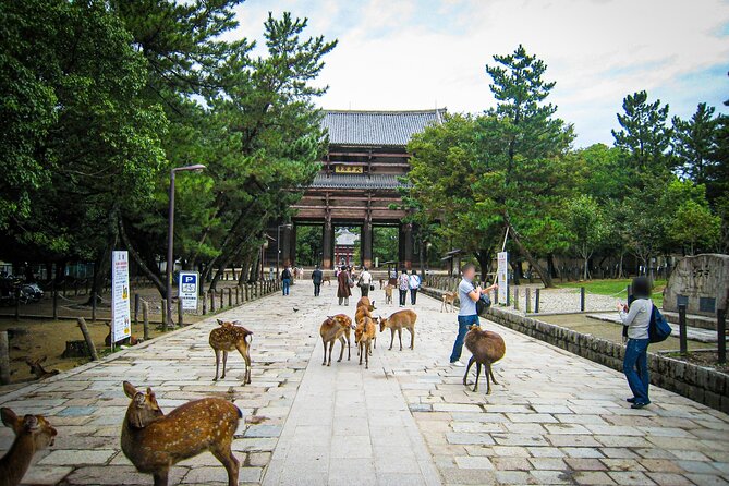 Nara World Heritage PRIVATE TOUR - Todai-ji and Japan’s Great Buddha