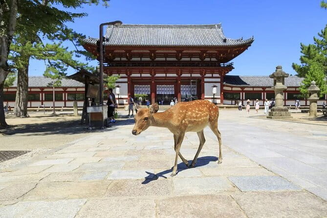 NARUTO & BORUTO at Nijigen no Mori Park Entry& Bus Transportation - Who will enjoy this most?