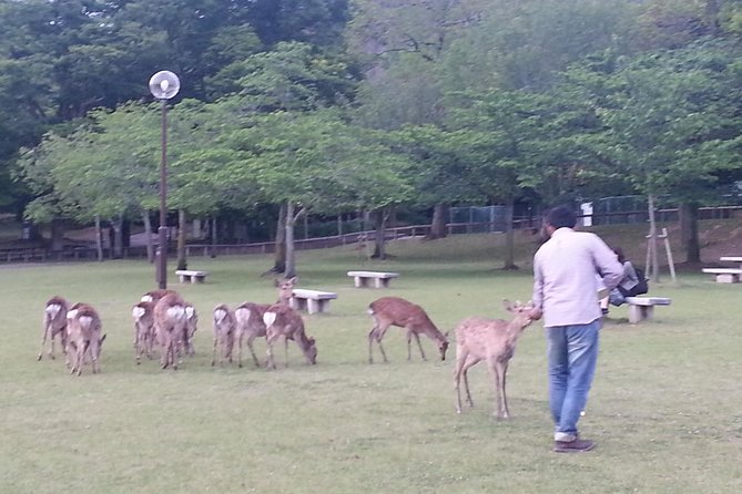 One-Day Walking Tour of Amazing 8th Century Capital Nara - Kasuga Grand Shrine and the Fujiwara connection