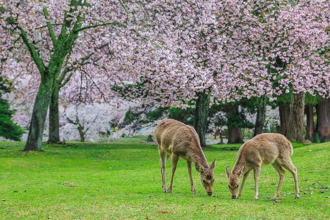 Otagi Nenbutsu Temple and Arashiyama Bamboo Forest Tour - Is $69.18 a fair price?