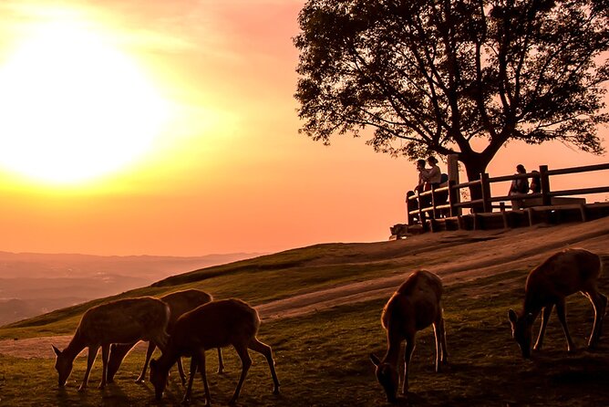 Perfect Nara Park Half-Day Bus Tour with English Speaking Guide - Todaiji, from Nandaimon Gate to the Great Buddha