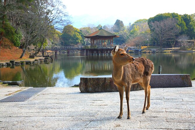 Private Journey in Nara’s Historical Wonder - Naramachi and Kofuku-ji: old streets and a famous pagoda