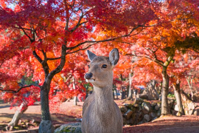 Private Kyoto Tour by Car with Optional Nara or Osaka Add-Ons - Kyoto highlights: Arashiyama and Tenryu-ji
