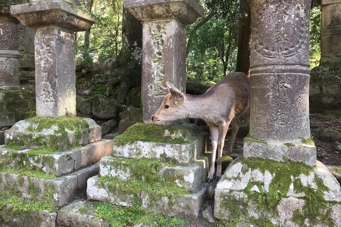 Private Nara Tour and Sake Tasting (Departing from Kyoto/Nara) - Kasuga Grand Shrine and the lantern-lined approach