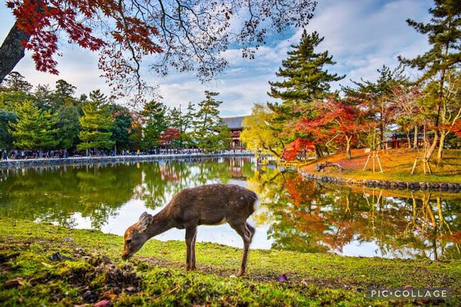 Private Tour Kyoto-Nara w/Hotel Pick Up & Drop off from Kyoto - Fushimi Inari: red torii and a choice about walking