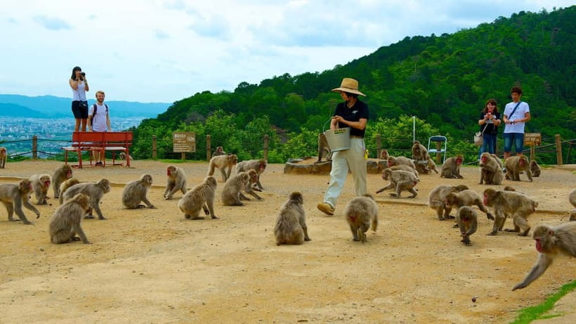 Private Tour to Monkey Park and Arashiyama Highlights - Feeding the Macaques Without Crossing the Line
