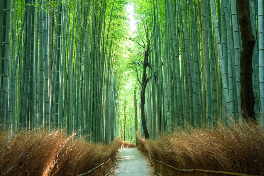 Private Tour to Monkey Park and Arashiyama Highlights - The Bamboo Forest Path at Its Best