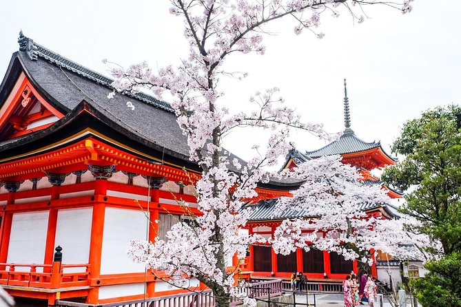 Private & Unique Kyoto Cherry Blossom "Sakura" Experience - Starting among the famous trees of Maruyama Park