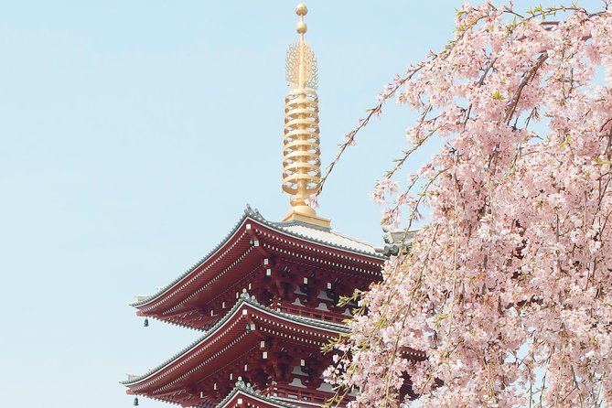 Private & Unique Kyoto Cherry Blossom "Sakura" Experience - What I would clarify before booking