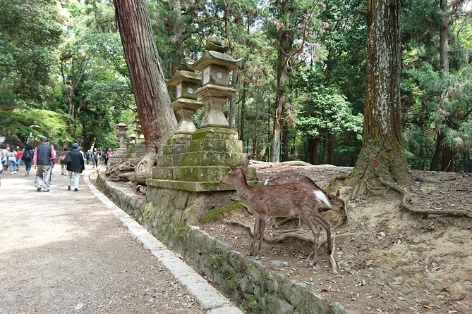 Relax in Nara: Deer Park, Todai-ji Temple and Merchants' Town - Why this Nara day works well