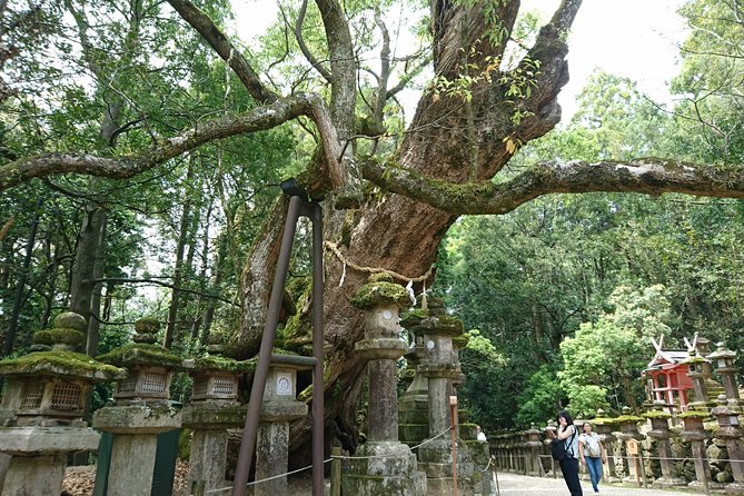 Relax in Nara: Deer Park, Todai-ji Temple and Merchants' Town - Inside Naramachi Koshino Ie