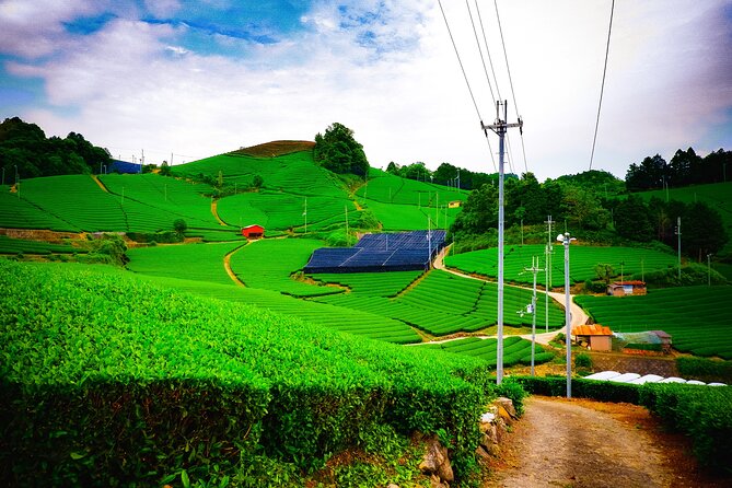 Scenic Green Tea Fields of Hidden Kyoto & Local Tea Exp (Private) - Key points to know before you book