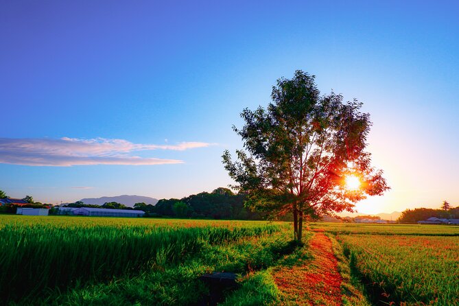 Scenic Green Tea Fields of Hidden Kyoto & Local Tea Exp (Private) - Shoju-in and the famous heart-shaped window