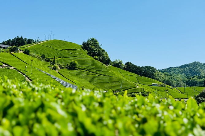 Slow Cycling Tour at Uji's Matcha Green Tea Fields and Heritage - Returning through Byodo-in Omotesando