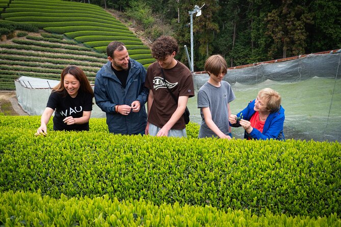 Uji and Wazuka Matcha Farm Half Day Private Guided Tour - Why Uji and Wazuka belong together