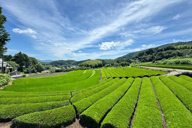Uji and Wazuka Matcha Farm Half Day Private Guided Tour - Comparing three local teas