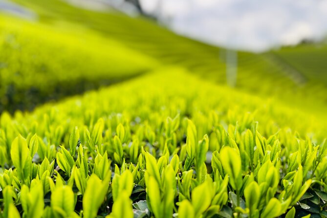 Uji and Wazuka Matcha Farm Half Day Private Guided Tour - Starting at JR Uji with tea in view