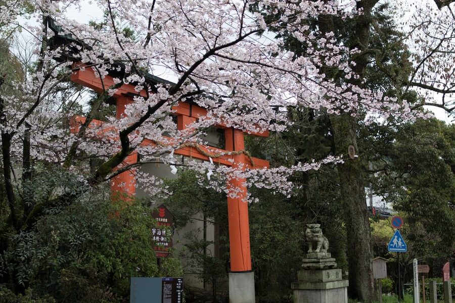 Uji: UNESCO Heritage & Tea Ceremony Walking Tour - A quiet tea ceremony at Taihoan