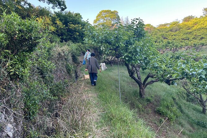 Village to village walk: Japan's oldest road, Yamanobe ancient trail (Private) - Why the private format matters